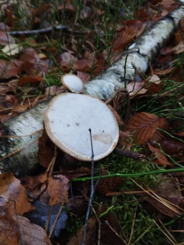 Białoporek brzozowy