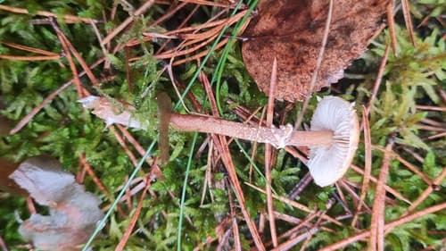Ziarnówka ochrowożółta