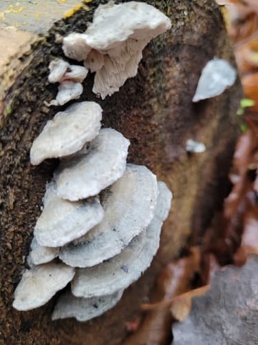 Cyanosporus