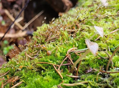 Grzybówka cytrynowa
