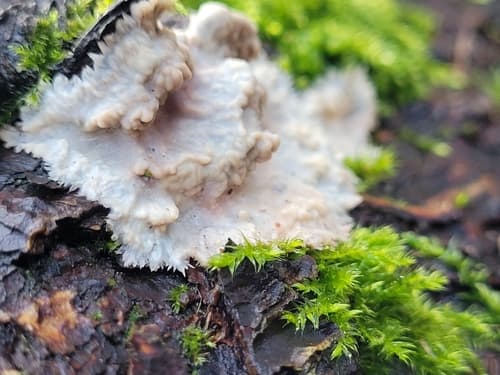 Phlebia centrifuga