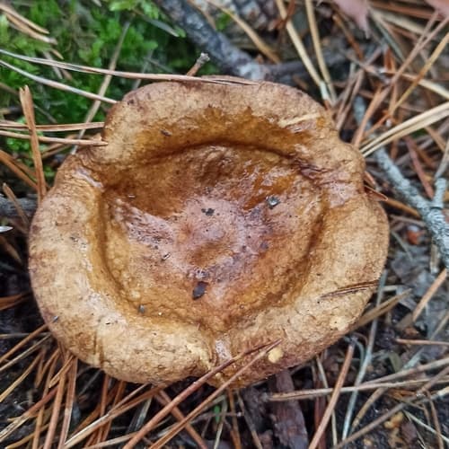 Krowiak podwinięty