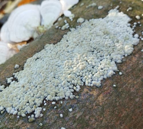 Hyphodontia