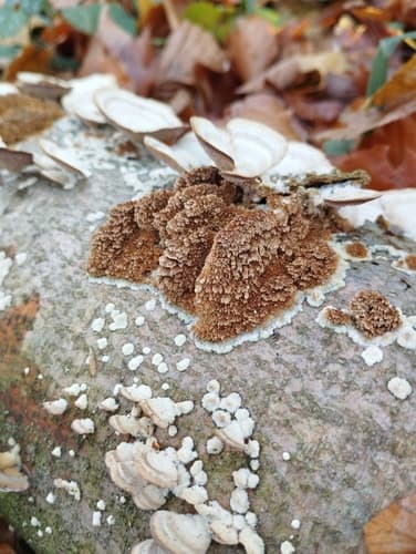 Mycoacia