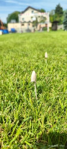 Coprinopsis