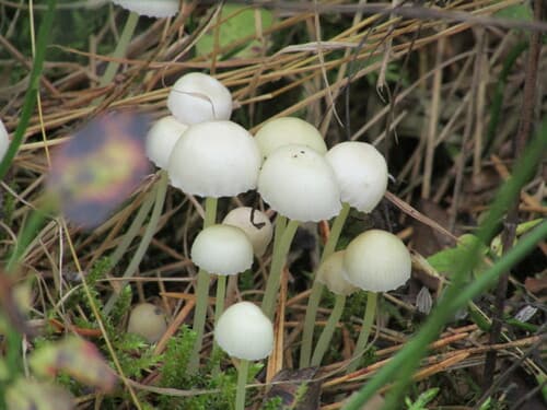 Grzybówka cytrynowa