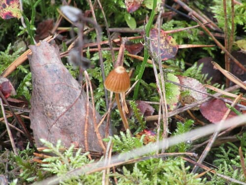 Galerina cerina