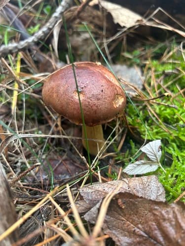 Podgrzybek brunatny