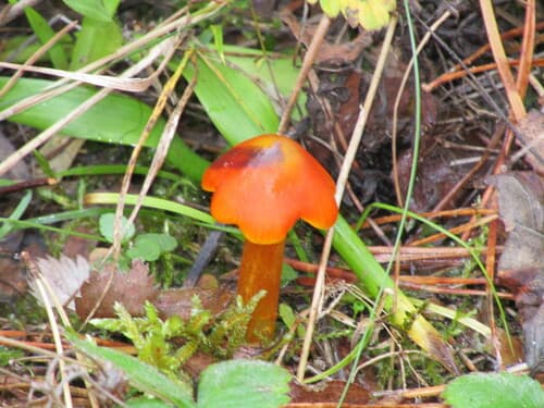 Wilgotnica