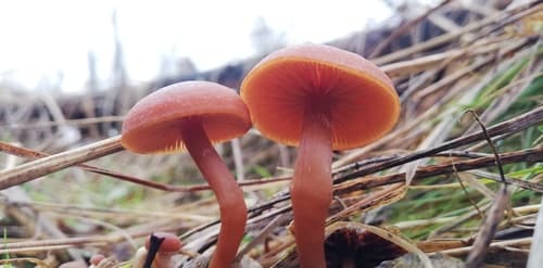 Pieczarkowce