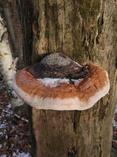 Pniarek obrzeżony