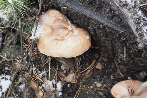 Pieczarniaki