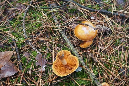 Agaricineae