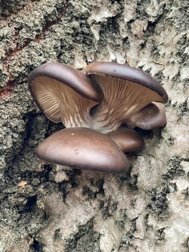 Boczniak ostrygowaty