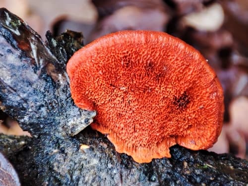 Gęstoporek cynobrowy