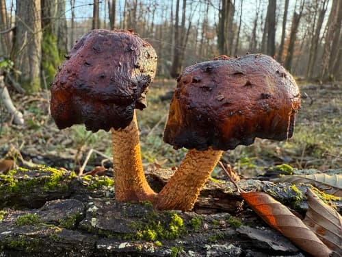 Łuskwiak