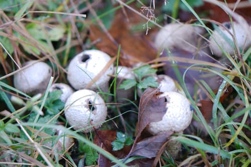 Purchaweczka spłaszczona