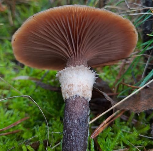 Opieńka