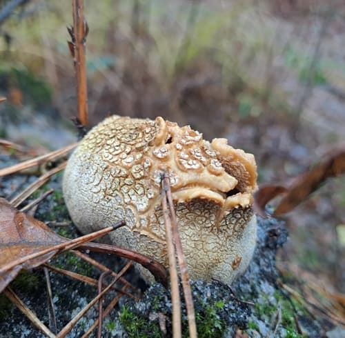 Tęgoskór cytrynowy