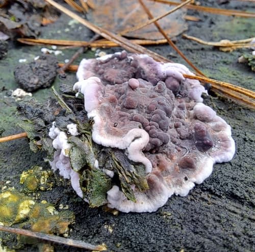 Chrząstkoskórnik purpurowy