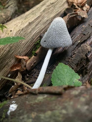 Coprinopsis