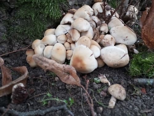 Kruchaweczka Namakająca