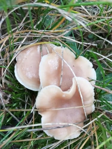 Singerocybe clitocyboides