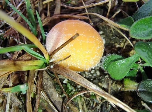 Purchaweczka spłaszczona