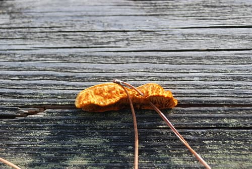 Niszczyca płotowa