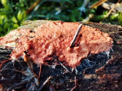 Phanerochaete sanguinea