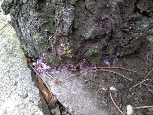 Chrząstkoskórnik purpurowy