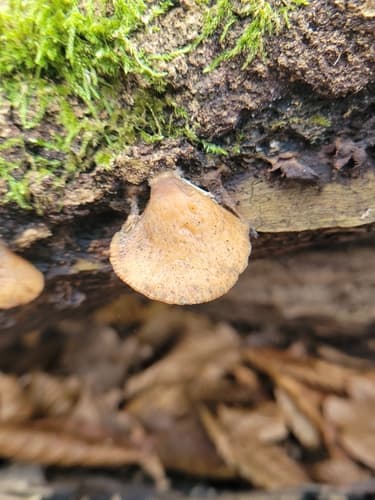 Crepidotus