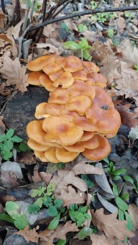 Płomiennica