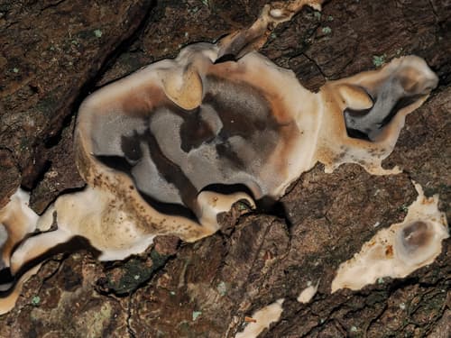 Szaroporka