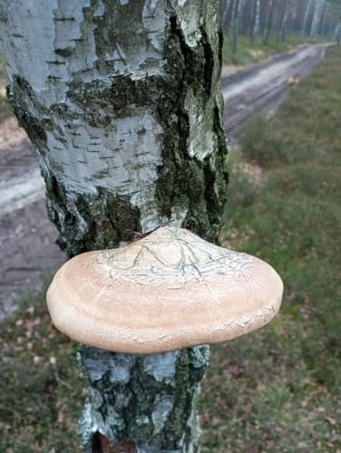 Białoporek brzozowy