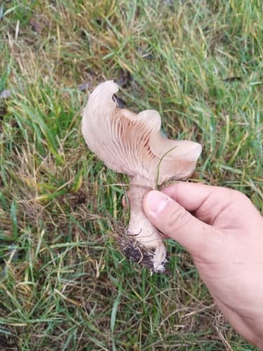 Gąsówka dwubarwna