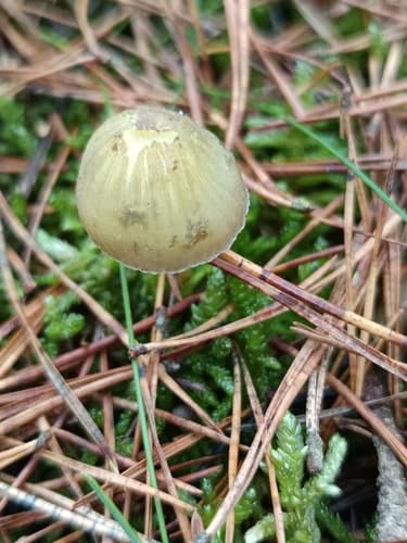 Grzybówka cytrynowa