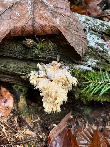 Hericium abietis
