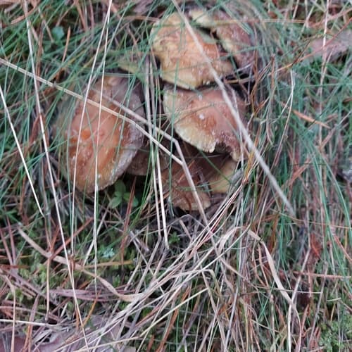 Pieczarkowce