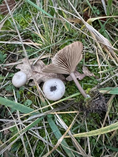 Pseudoclitocybe