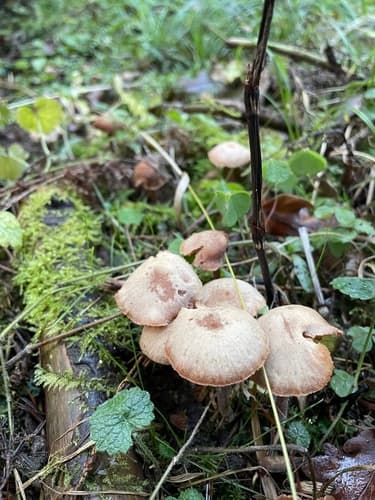 Lakówka