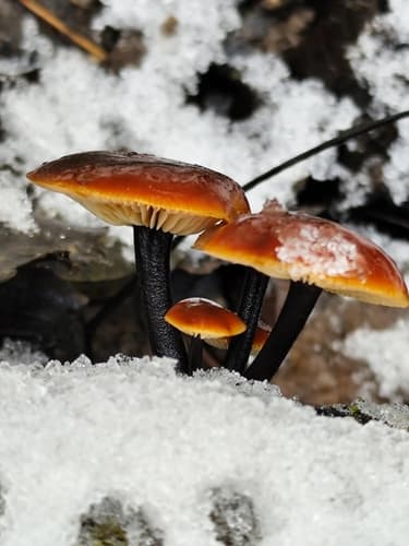 Płomiennica