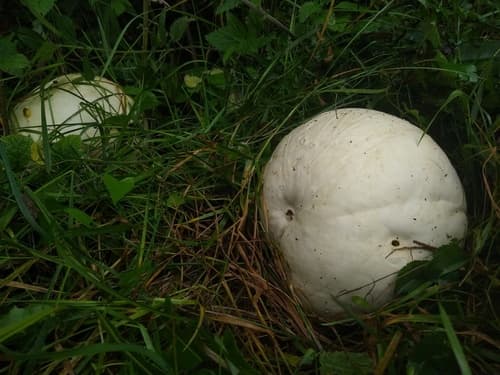Czasznica olbrzymia