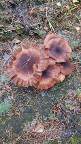 Opieńka