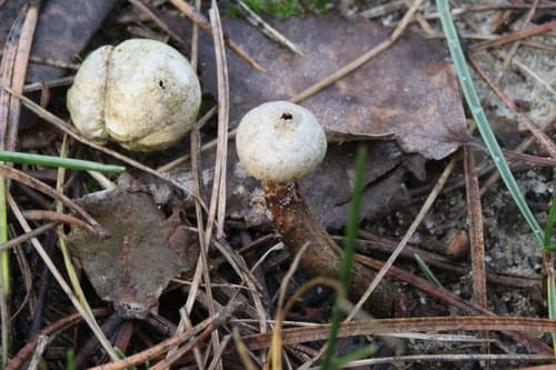 Tulostoma