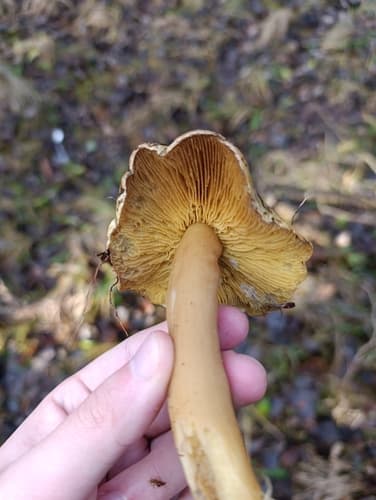 Gąska liściowata