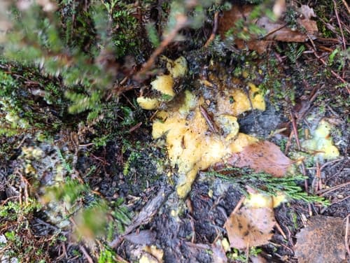 Tęgoskór cytrynowy