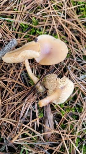 Callistosporium luteo-olivaceum