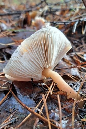 Monetnica szarobrązowa