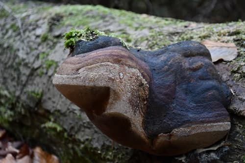 Fomitiporia